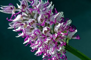 petali, fiore, verde, bianco, viola, fiori, pistilli, gambo, macro, natura, bianchi, stelo, orchidea, rosa