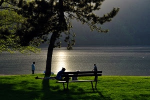 panchina, lago, albero, verde, prato, controluce, persone, erba, luce