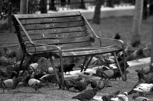 panchina, piccioni, uccelli, bianconero, colombi, legno, parco, giardino, ferro