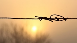 filo, nodo, sole, tramonto, ferro, spinato, nebbia, controluce, alberi