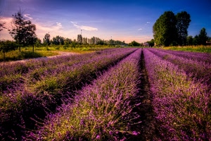 lavanda, alberi, cielo, file, campagna, fiori, campo, lilla, viola, natura, prospettiva
