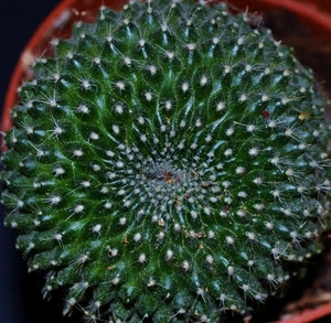 verde, pianta, spine, grassa, vaso, cactus, bianco, nero, aghi, marrone