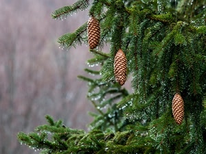 pigne, gocce, tre, verde, pino, rami, pioggia, albero, aghi, sempreverde, abete