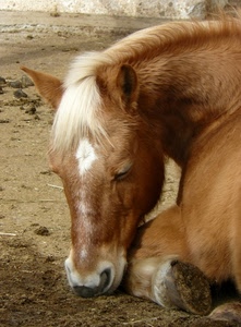cavallo, zoccolo, muso, criniera, animale, orecchie