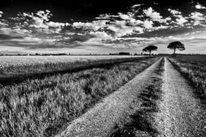 strada, nuvole, alberi, bianconero, campi, sassi, erba, prospettiva
