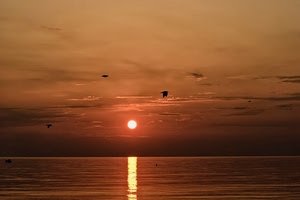 tramonto, mare, riflesso, uccelli, nuvole, cielo, sole, alba, acqua, volo, rosso, orizzonte, arancione, arancio, volatili
