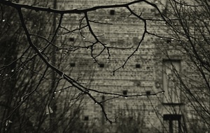 gocce, rami, pioggia, muro, bianconero, albero, spogli, maltempo, sfocato, porta, inverno, autunno, alberi