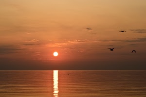 tramonto, sole, mare, uccelli, riflesso, rosso