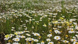 fiori, margherite, bianco, prato, giallo, verde, campo, petali