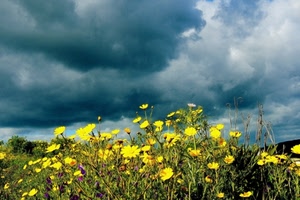 fiori, nuvole, giallo, cielo, prato, gialli, primavera, campagna, verde