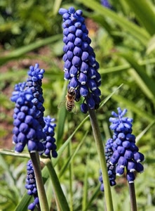 fiori, blu, ape, verde, viola, insetto, fiore, natura, macro, steli