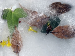 foglie, ghiaccio, verde, giallo, inverno, fiori, freddo, acqua, gelo, neve