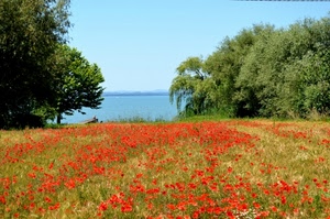 papaveri, alberi, campo, lago, fiori, mare, rosso, prato, verde