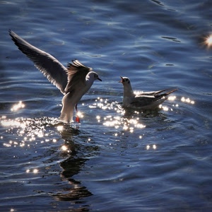 acqua, ali, uccelli, riflessi, mare, volo, gabbiani, coppia, due, animali