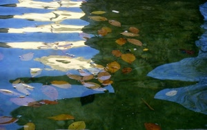 foglie, acqua, riflesso, verde, riflessi, autunno, onde