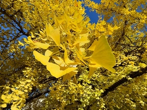 foglie, giallo, rami, cielo, autunno, azzurro, alberi, albero, pianta