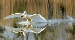 cigno, ali, riflesso, acqua, bianco, becco, lago, volo