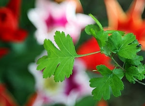 verde, foglie, macro, mosca, prezzemolo, fiori, pianta, natura, colori, rosso