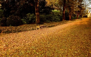 foglie, alberi, panchina, autunno, giallo, bosco, casa
