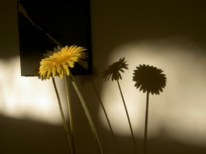 giallo, ombre, fiori, petali, fiore, quadro, ombra, gambo, gambi, steli, parete, tre, stelo