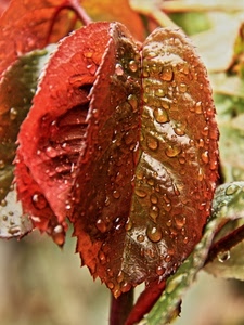 gocce, acqua, foglie, pioggia, rosso, foglia, macro, natura, autunno