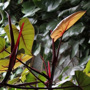 verde, foglie, rosso, pianta, foglia, controluce, rami