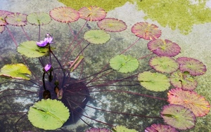 foglie, acqua, verde, fiori, fiore, ninfee, vaso, stagno, riflesso