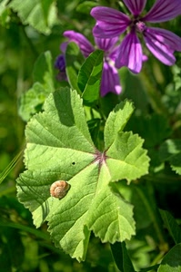fiore, verde, foglia, lumaca, viola, chiocciola, foglie, petali