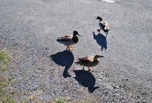 tre, anatre, uccelli, ombre, ombra, germani, becco, piume, zampe, anatra, femmina