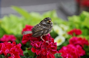 rosso, fiori, uccello, passero, piume, gerani, becco, fiore, uccelli, sfocato