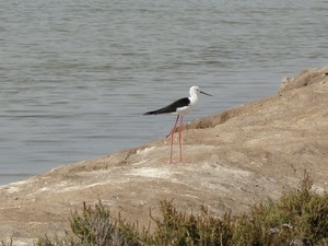 uccello, acqua, becco, zampe, riva, mare, nero, scogli