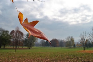 foglia, autunno, nuvole, alberi, prato, cielo, marrone, verde, campo, cadere, foglie, rosso, sfocato