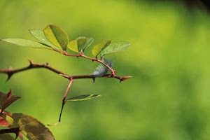 foglie, verde, ramo, spine, macro, piuma, sfocato