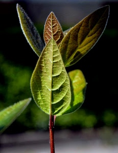 verde, foglie, macro, foglia, ramo, nervature, gambo, venature, pianta