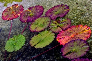 foglie, verde, acqua, colori, viola, rosso, ninfee, stagno