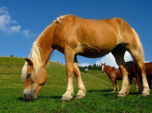 cavalli, cavallo, erba, prato, verde, criniera, pascolo, cielo, animali, azzurro