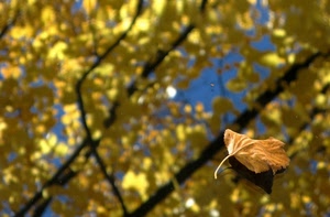 foglia, rami, giallo, riflesso, foglie, autunno, acqua, azzurro, cielo, secca