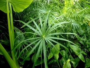 verde, piante, foglie, natura, papiro, vegetazione, venature, pianta