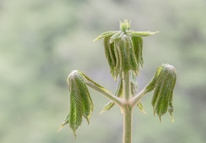 verde, foglie, pianta, macro, gemme, verdi, natura, sfocato, stelo