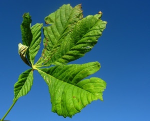 foglia, verde, cielo, azzurro, natura, blu, foglie