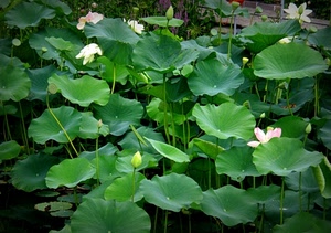 foglie, verde, fiori, boccioli, ninfee, rosa, bianco