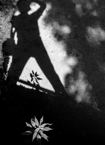 fotografo, ombra, bianconero, pianta, fiore, ombre, nero, foglie, muro, bianco