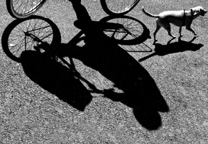 ombra, cane, bicicletta, ruote, bianconero, asfalto