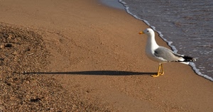 spiaggia, mare, gabbiano, uccello, sabbia, ombra, acqua