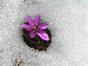 fiore, neve, viola, ghiaccio, petali, pistilli, inverno, giallo