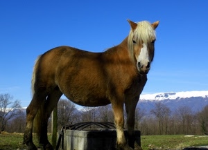 cavallo, alberi, neve, criniera, orecchie, montagne, marrone, erba, animale, equino, cielo, bianco, azzurro, zampe, animali, prato, coda, verde, narici, quadrupede