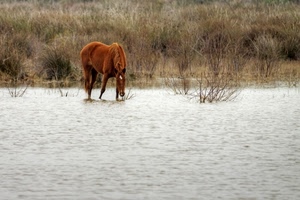 cavallo, acqua, fiume, piante, criniera, zampe, rami, animale, cespugli, bere, marrone, natura