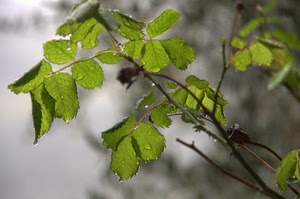 foglie, gocce, verde, rami, acqua, pioggia, spine, ramo, sfocato, rugiada, pianta, nebbia, rosa