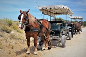 strada, cavalli, ruote, cielo, carrozze, cavallo, animali, erba, tende, azzurro, sabbia, verde, criniera, marrone, calesse