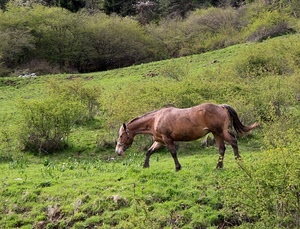 cavallo, verde, erba, coda, marrone, alberi, cespugli, prato, animale, zampe, piante, pascolo, quadrupede, equino, prati, vegetazione, orecchie, mantello, muso
